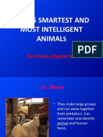Most Intelligent Animals