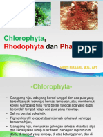 Chloro, Rhodo, Phae