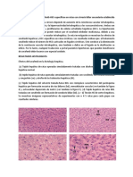 Histologia 3