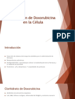 Absorción de Doxorubicina en La Célula