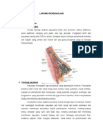 LP Tumor Mammae 1