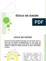 07_ciclo_de_krebs (1)