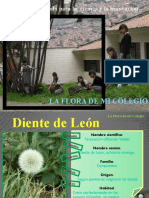 Diapositivas de La Flora de Mi Colegio