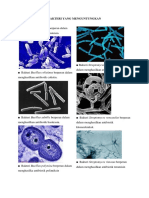 Bakteri Yang Menguntungkan Dan Merugikan