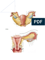 Ovarium and Fallopian Tube
