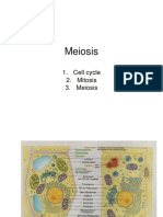 Meiosis Presentation