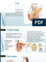 Anatomia Pancreas