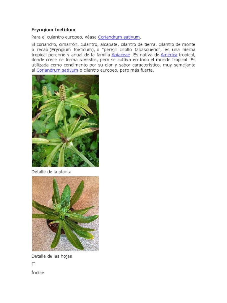 Eryngium Foetidum PDF Plantas medicinales Plantas