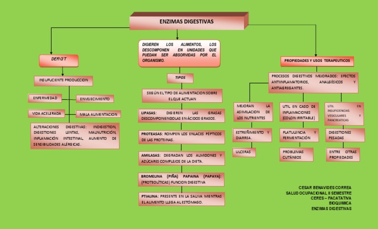 Mapa Conceptual ENZIMAS DIGESTIVAS PDF