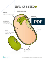 Parts of A Seed 1