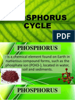 Phosphorus Cycle