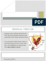 Seminal Vesicle and Testis