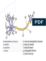 Componentele Unui Neuron