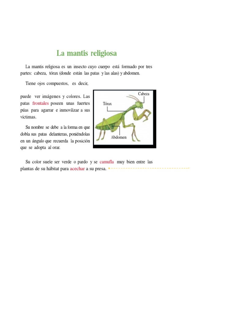 La Mantis Religiosa | PDF