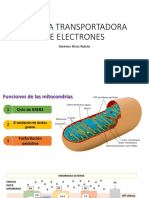 Cadena Transportadora de Electrones