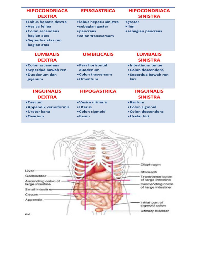 9 regio abdomen.docx