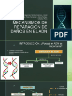 Mecanismos de Reparación de Daños en El Adn