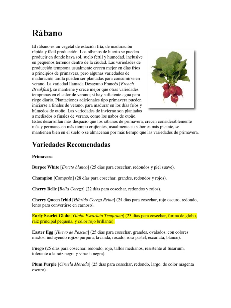 Guía de Cultivo del Rábano | PDF | Nabo | Tallo de la planta