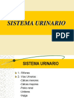 Sistema Urinario