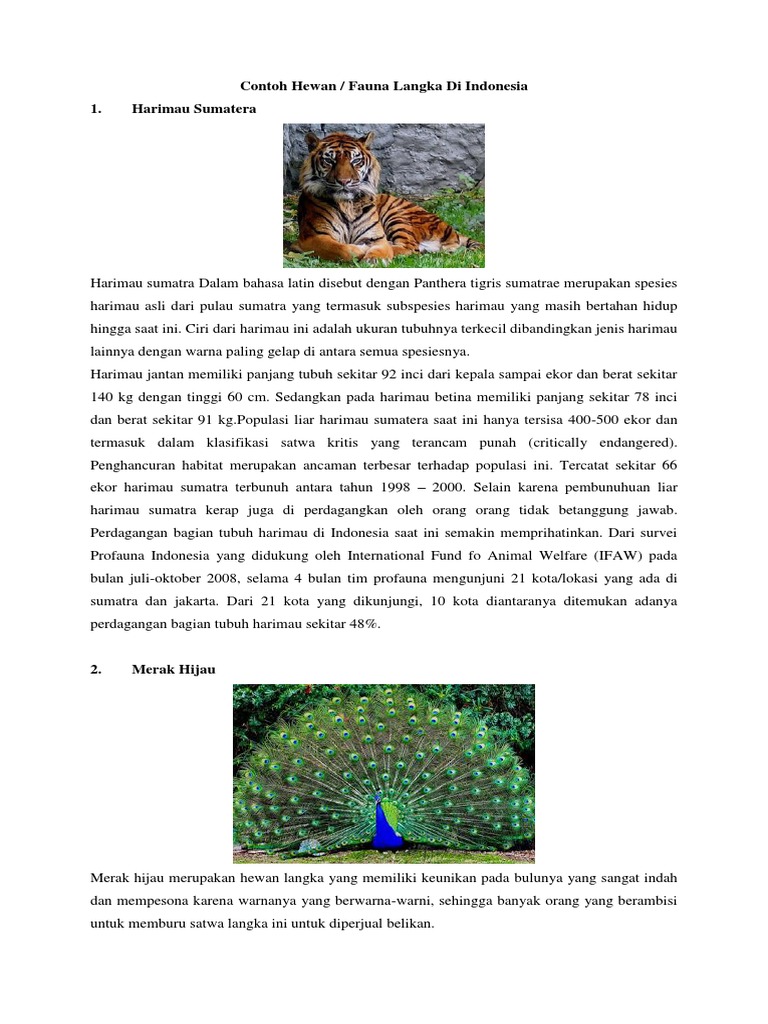 Contoh Hewan Fauna Langka Di Indonesia 1 Harimau Sumatera