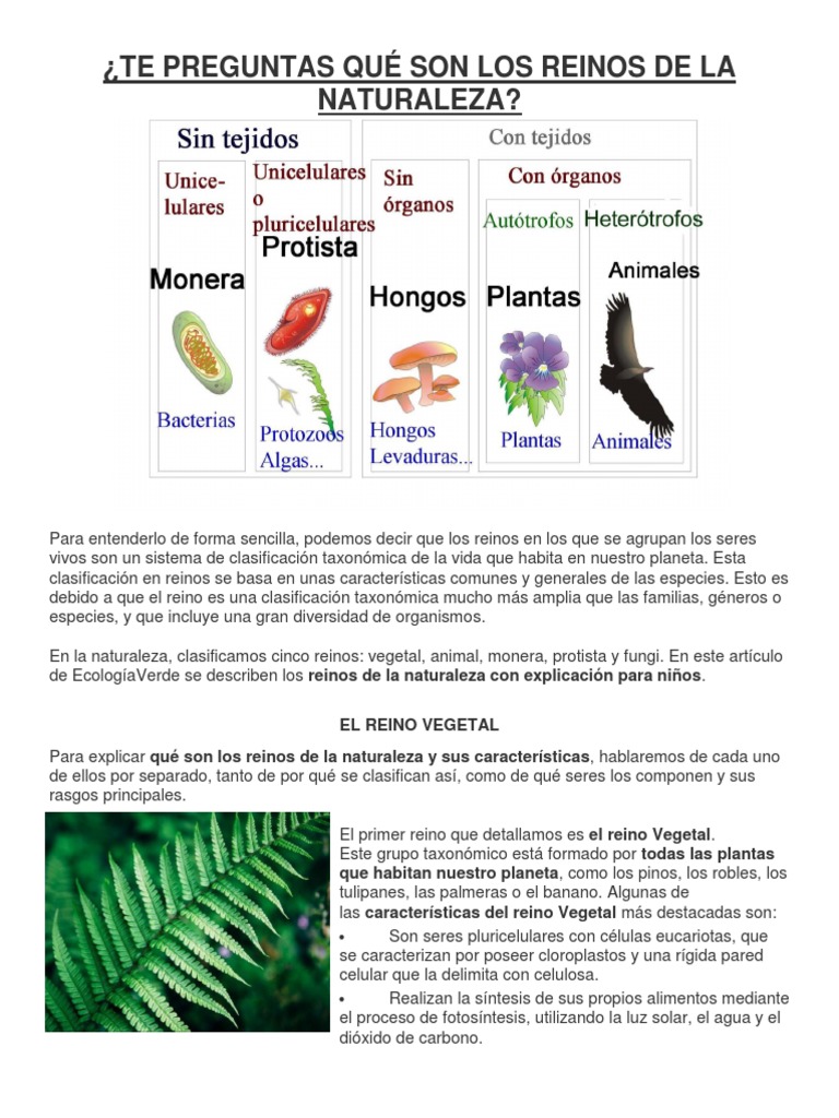 Los Reinos de La Naturaleza | PDF | Plantas | Hongo