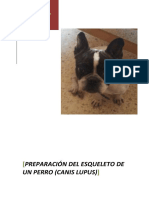 Preparación Del Esqueleto de Un Perro PDF