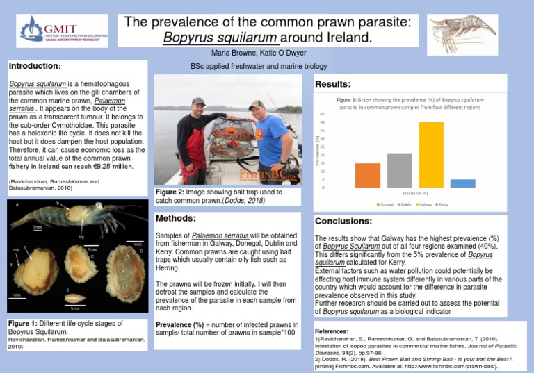 Prevalence of Bopyrus Squilarum in Prawns | PDF | Parasitism | Fish