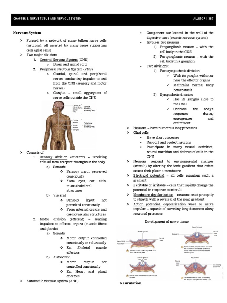 Chapter 9 - Nervous System | PDF | Chemical Synapse | Neuron