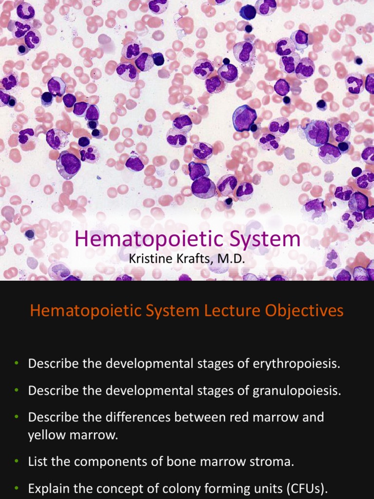 Overview of Hematopoietic System | PDF | Haematopoiesis | Bone Marrow