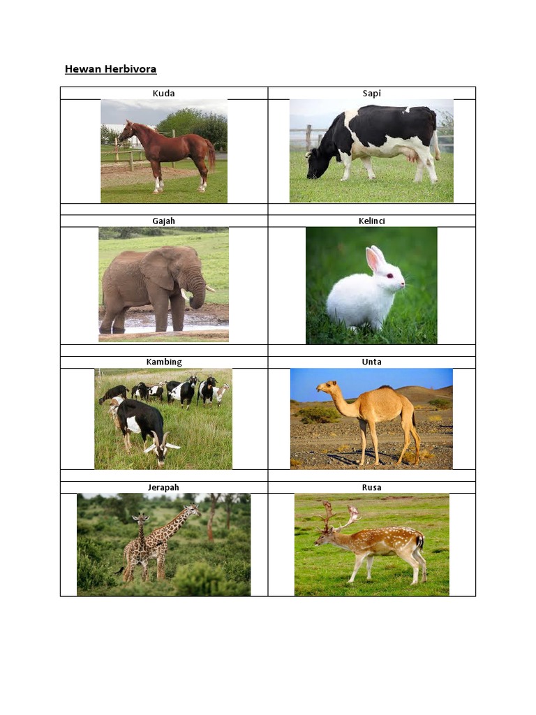45 Koleksi Gambar Binatang Herbivora Karnivora Omnivora Terbaik