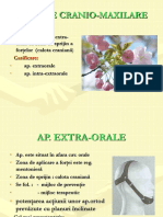 5.AP. Intra Extraorale Curs VI