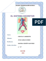 El Sistema Circulatorio