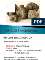 Kuliah Phylum Brachiopoda