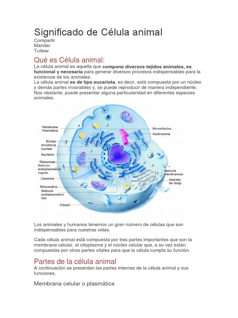 Celula Animal Citoplasma Nucleo Celular Free 30 Day Trial