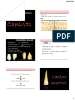 Caninos.pdf