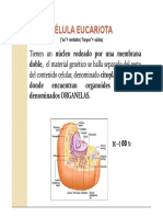 Celula Eucariota. organelas.pdf