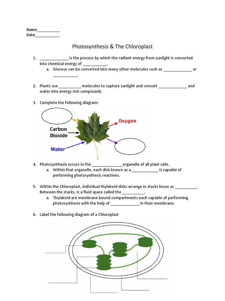 chloroplast structure and pigments notes Photosynthesis Chloroplast
