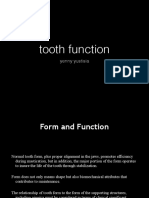 Tooth Function and Form