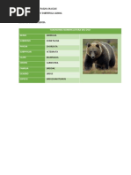 Taxonomia Nomenclatura Del Oso