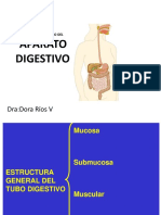 Histología Del Aparato Digestivo
