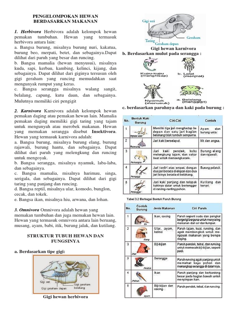 Bentuk Gigi  Hewan  Karnivora Herbivora  Dan Omnivora 