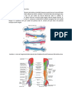 Persarafan Ekstremitas Atas