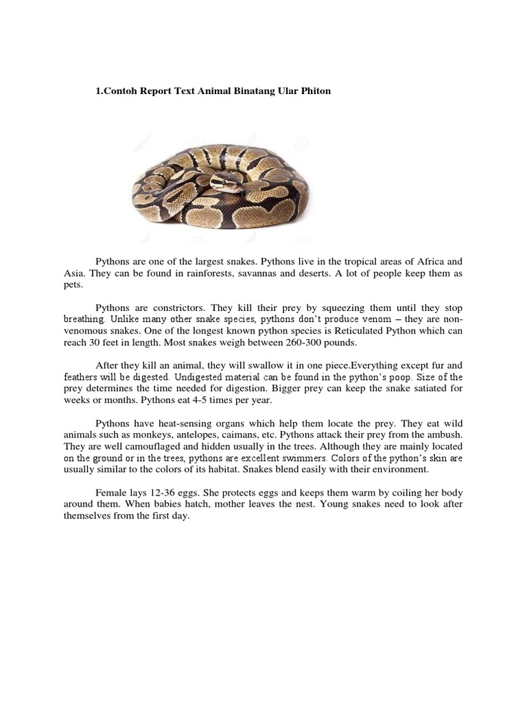 1.contoh Report Text Animal Binatang Ular Phiton | PDF | Frog | Owl