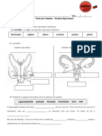 Sistema Reprodutor 1