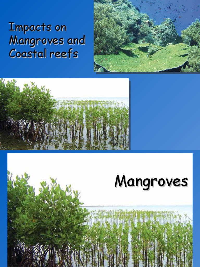 Image Result For Mangroves And Coral Reefs Two Natural And Cost Effective