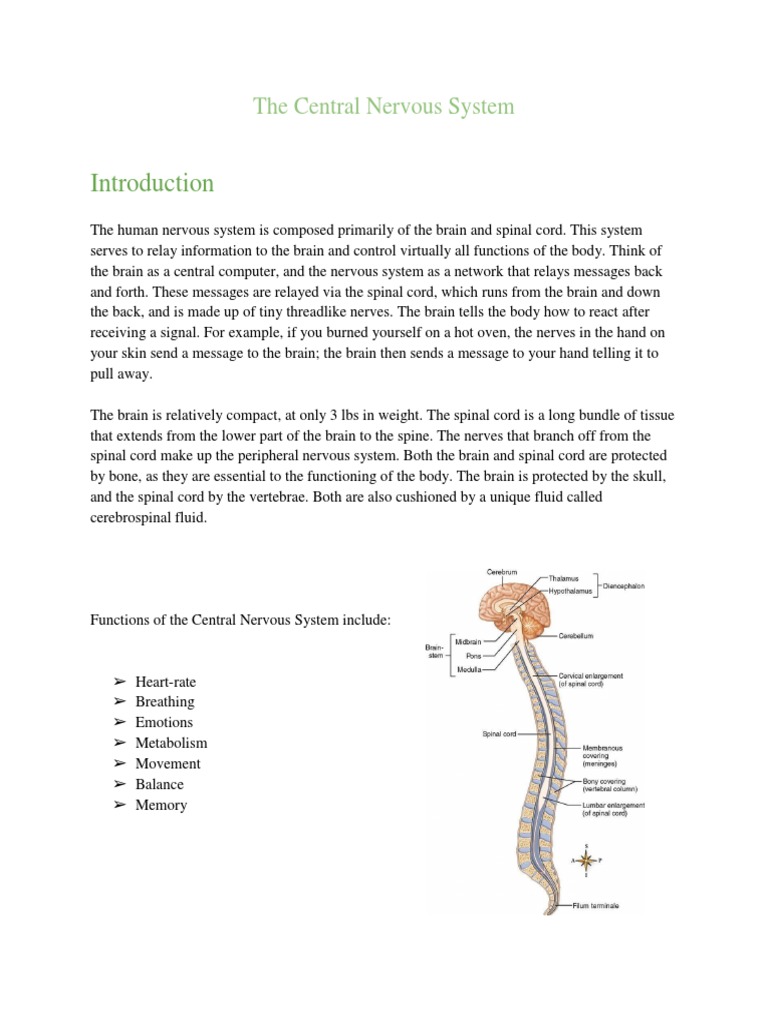 Overview of the Central Nervous System | PDF | Cerebrum | Brainstem