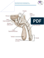 Guía Practica de Anatomía