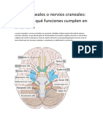 Pares Craneales o Nervios Craneales