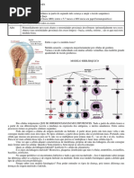 Hematologia M7 - Aula 1 e 2 - Hemoterapia e complicações.docx