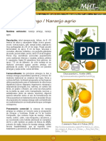 Citrus Aurantium